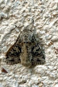 <i>Hada plebeja</i>
