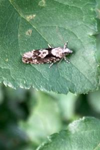 <i>Zeiraphera isertana</i>