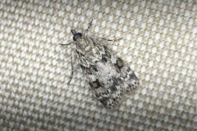 <i>Scoparia pyralella</i>