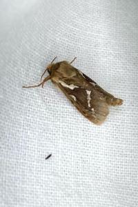 <i>Korscheltellus lupulinus</i>