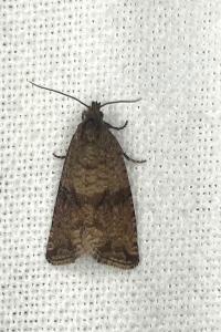 <i>Celypha striana</i>