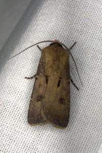 <i>Agrotis exclamationis</i>
