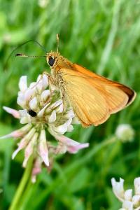 <i>Ochlodes sylvanus</i>