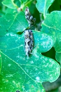 <i>Zeiraphera isertana</i>
