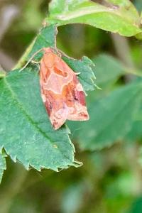 <i>Archips xylosteana</i>