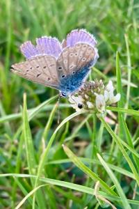 <i>Polyommatus icarus</i>
