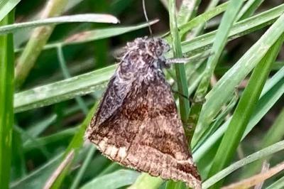 <i>Euclidia glyphica</i>