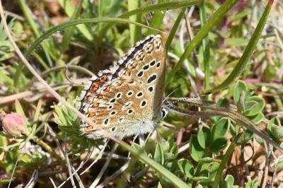 <i>Lysandra bellargus</i>