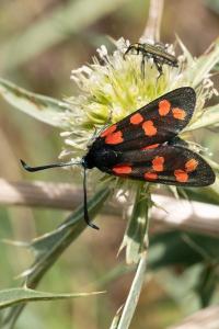 <i>Zygaena transalpina</i>