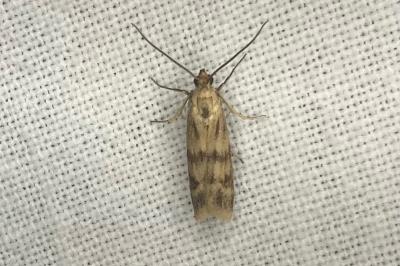 <i>Homoeosoma sinuella</i>