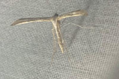 <i>Emmelina monodactyla</i>
