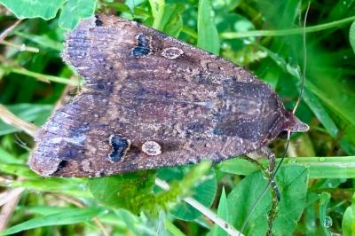 <i>Noctua pronuba</i>