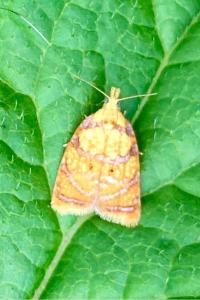 <i>Acleris bergmanniana</i>