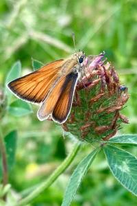 <i>Thymelicus lineola</i>