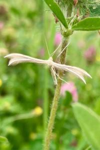 <i>Pterophorus pentadactylus</i>