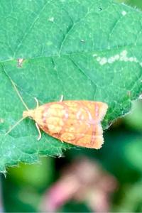 <i>Acleris bergmanniana</i>