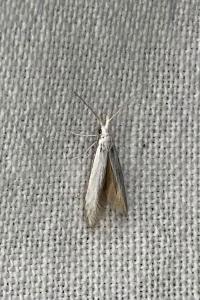 <i>Coleophora</i>