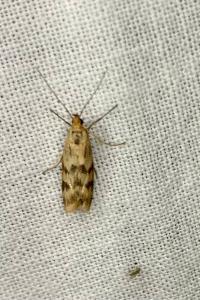 <i>Homoeosoma sinuella</i>