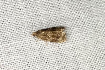 <i>Celypha lacunana</i>