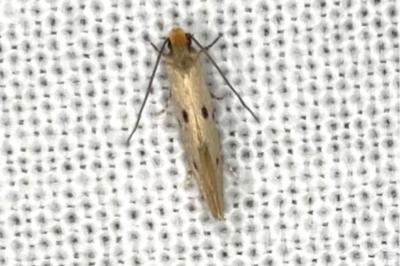 <i>Tinea trinotella</i>