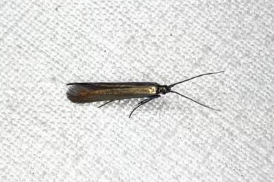 <i>Coleophora deauratella</i>