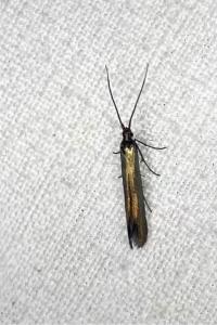 <i>Coleophora deauratella</i>