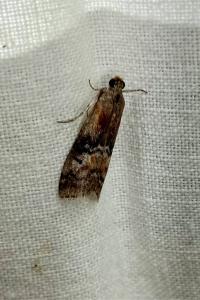 <i>Rhodophaea formosa</i>