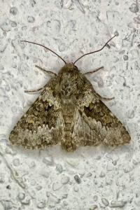 <i>Hecatera dysodea</i>