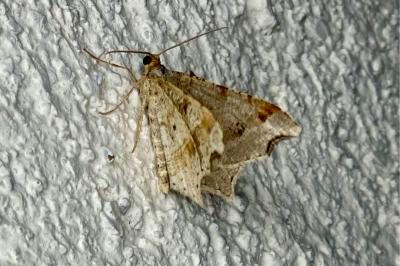 <i>Macaria alternata</i>