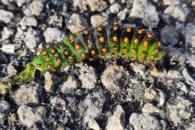 <i>Saturnia pavonia</i>