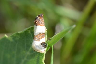 <i>Periclepsis cinctana</i>