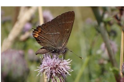 <i>Satyrium w-album</i>