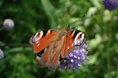 <i>Aglais io</i>