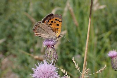 <i>Lycaena phlaeas</i>