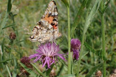 <i>Vanessa cardui</i>