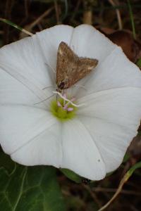 <i>Pyrausta despicata</i>