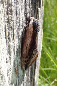 <i>Sphinx ligustri</i>