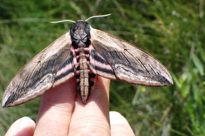 <i>Sphinx ligustri</i>