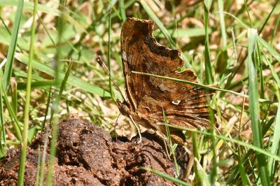 <i>Polygonia c-album</i>