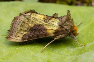 <i>Diachrysia stenochrysis</i>
