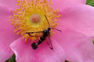 <i>Synanthedon tipuliformis</i>
