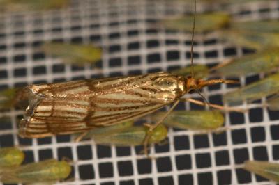 <i>Chrysocrambus linetella</i>