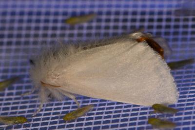<i>Euproctis chrysorrhoea</i>