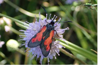 <i>Zygaena trifolii</i>