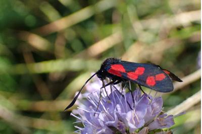 <i>Zygaena filipendulae</i>