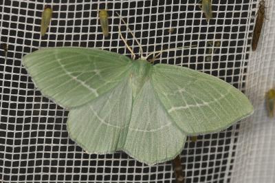 <i>Hemistola chrysoprasaria</i>