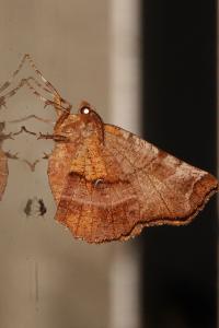 <i>Selenia dentaria</i>
