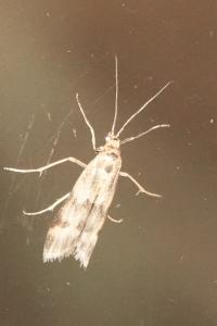 <i>Homoeosoma sinuella</i>