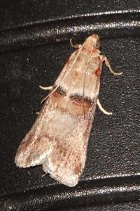 <i>Acrobasis tumidana</i>