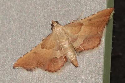 <i>Endotricha flammealis</i>